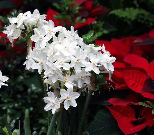 A Longwood Christmas: Where the Holidays Meet Horticulture