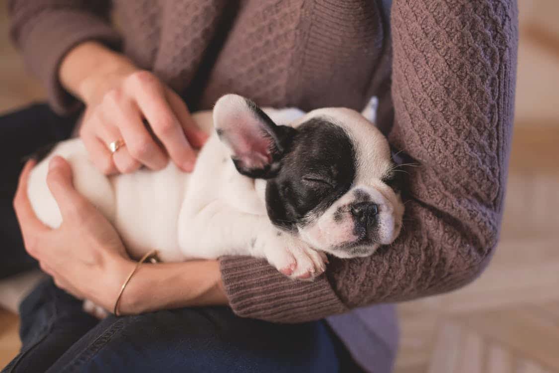 ResideBPG Offers a Reduced Pet Deposit for Delaware Humane Adoptions!